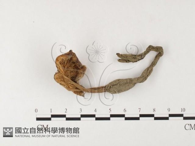 登錄號:F0026103藏品圖，第1張