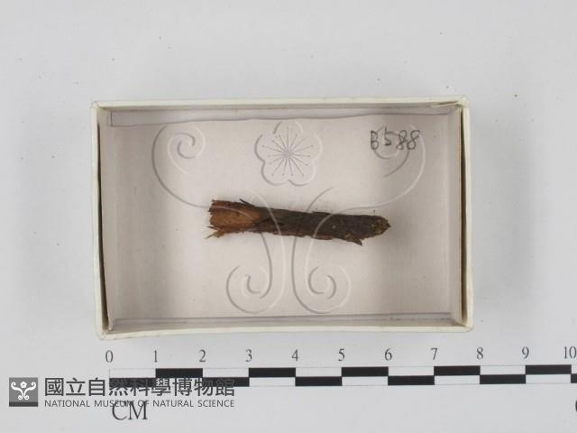 登錄號:F0021103藏品圖，第1張
