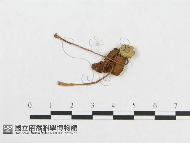 登錄號:F0011103藏品圖，第1張