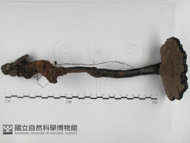 登錄號:F0031103藏品圖，第1張