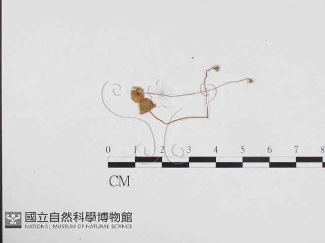 登錄號:F0024103藏品圖，第1張