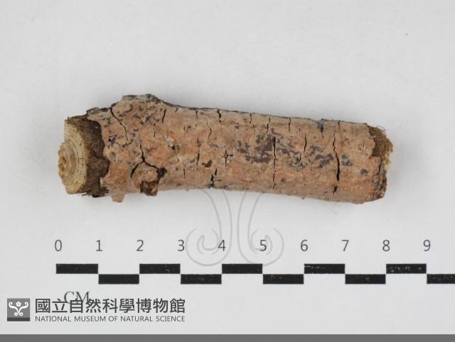 登錄號:F0034103藏品圖，第1張