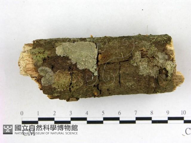 登錄號:F0022103藏品圖，第1張