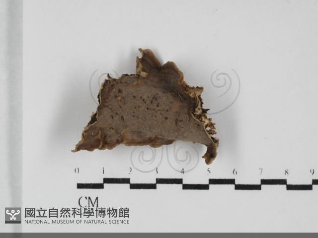 登錄號:F0032103藏品圖，第1張