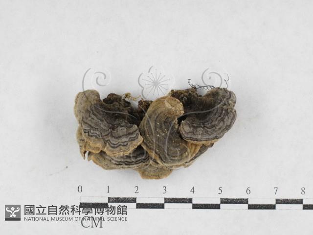 登錄號:F0027103藏品圖，第1張