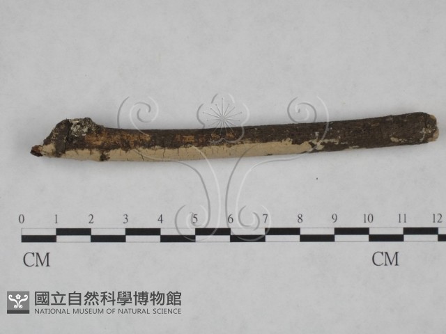 登錄號:F0025103藏品圖，第1張