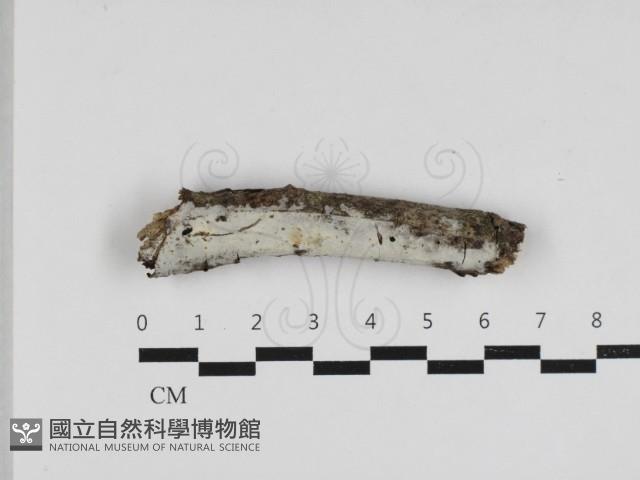 登錄號:F0033103藏品圖，第1張