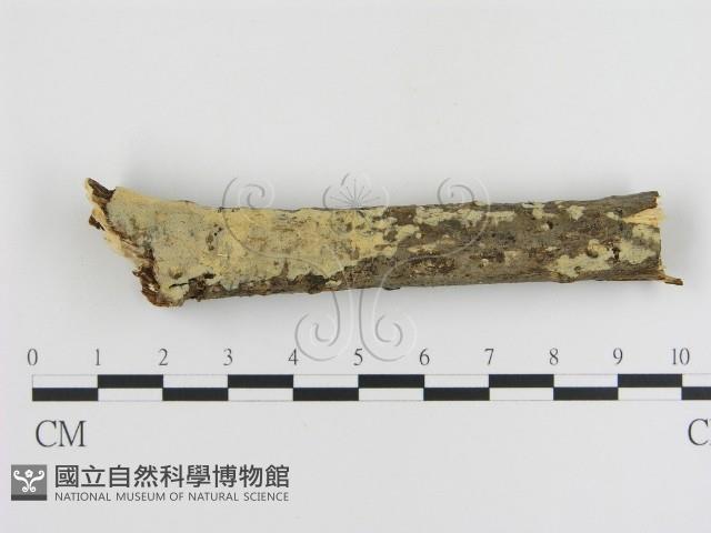 登錄號:F0010003藏品圖，第1張