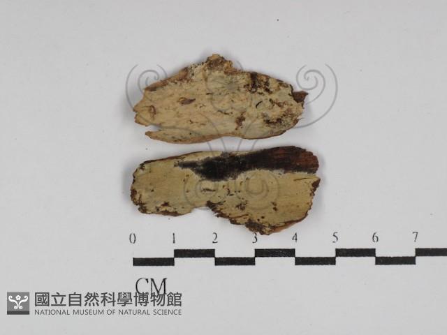 登錄號:F0030003藏品圖，第1張