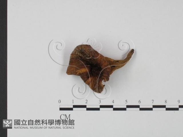 登錄號:F0021003藏品圖，第1張