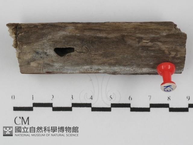 登錄號:F0031003藏品圖，第1張