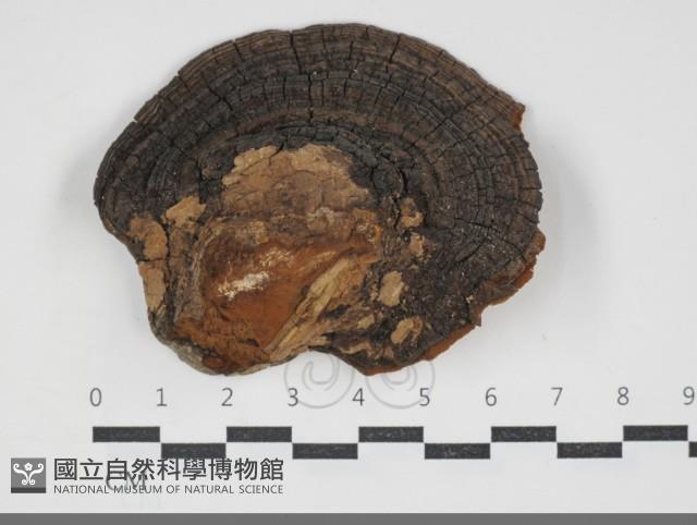 黃荊桑黃藏品圖，第1張