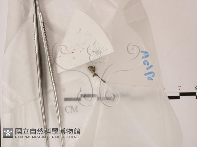 館號:F0022003藏品圖，第1張