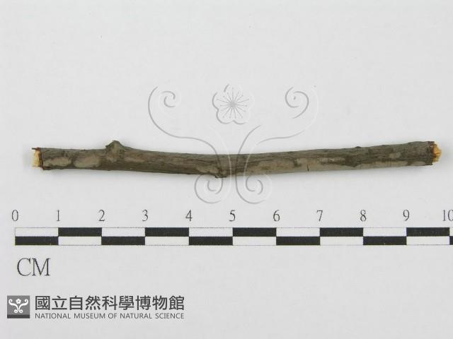 筍殼菌屬藏品圖，第1張
