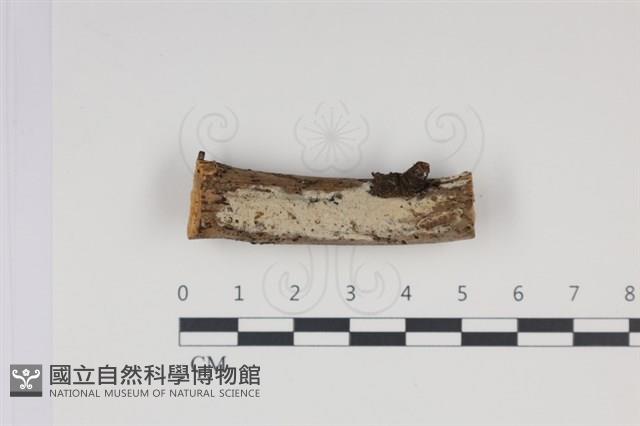 登錄號:F0035003藏品圖，第1張