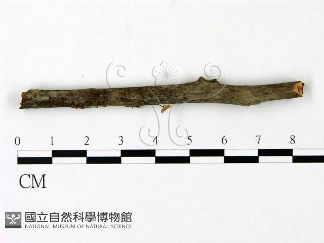 登錄號:F0023003藏品圖，第1張