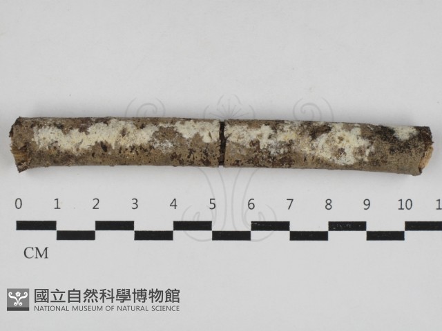 登錄號:F0033003藏品圖，第1張