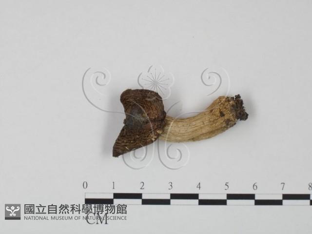紅菇屬藏品圖，第1張