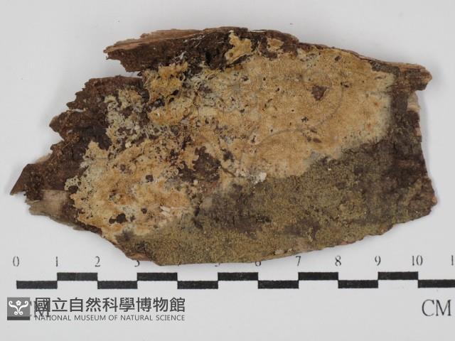 蠟孔菌屬藏品圖，第1張