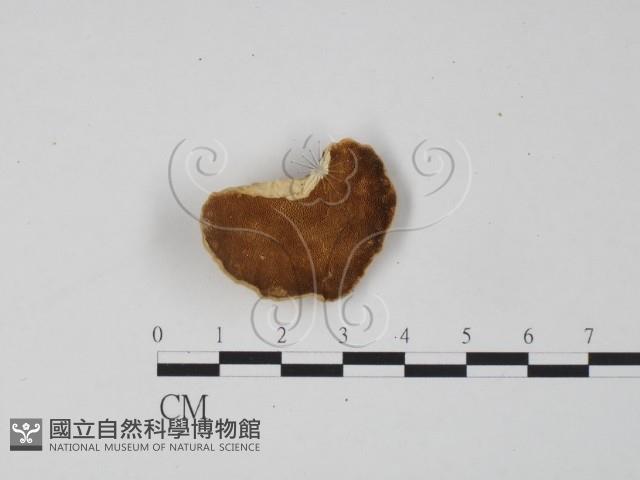 登錄號:F0006303藏品圖，第1張