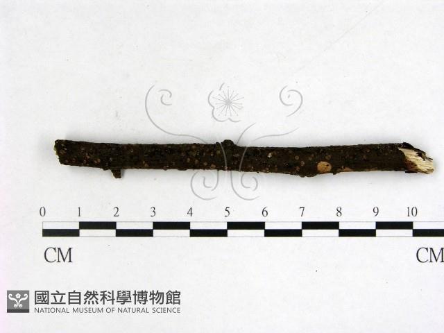 登錄號:F0001303藏品圖，第1張