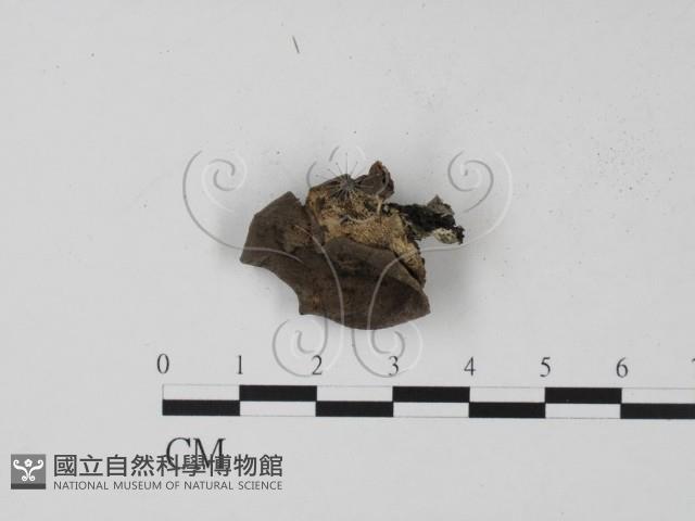 登錄號:F0011303藏品圖，第1張