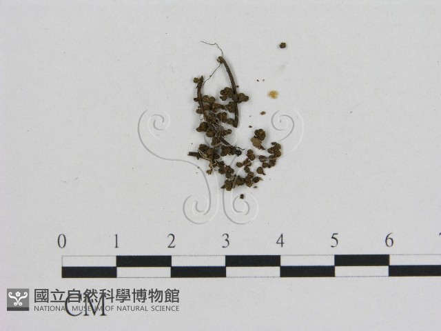 小菇屬藏品圖，第1張