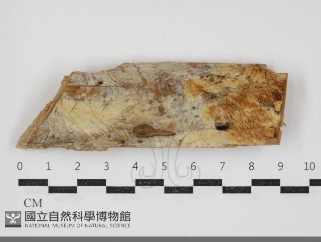 登錄號:F0034303藏品圖，第1張