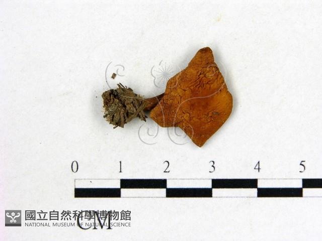 登錄號:F0022303藏品圖，第1張