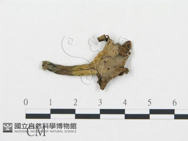 喇叭菌屬藏品圖，第1張