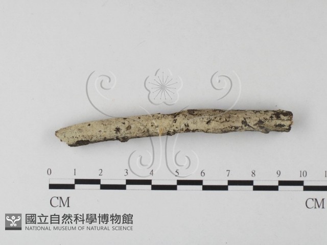 絲齒菌屬藏品圖，第1張