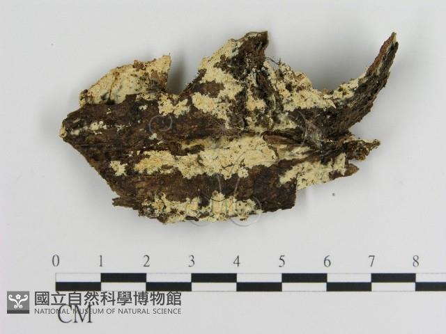登錄號:F0015303藏品圖，第1張