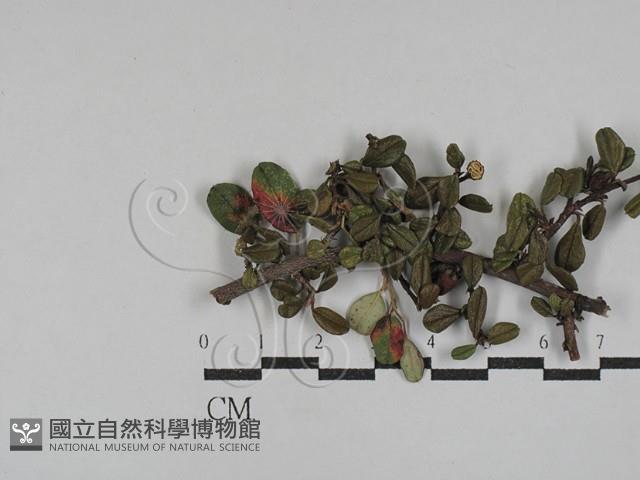 Accession Number:F0029303 Collection Image, Figure 1, Total 2 Figures