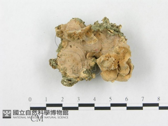 登錄號:F0003303藏品圖，第1張