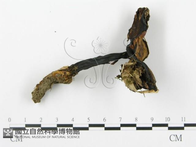 登錄號:F0013303藏品圖，第1張