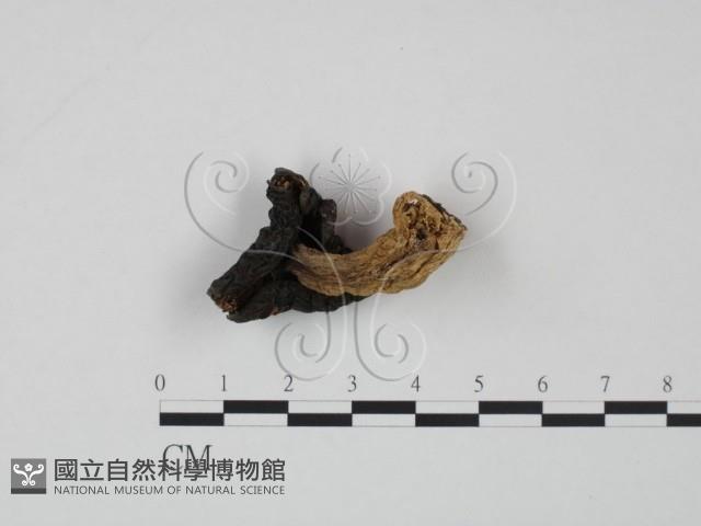 紅菇屬藏品圖，第1張