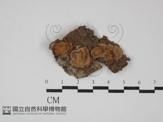 韌革菌屬藏品圖，第1張