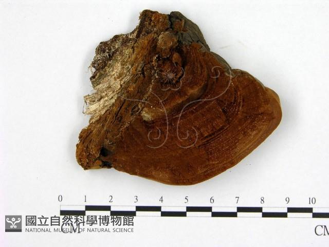 登錄號:F0006213藏品圖，第1張