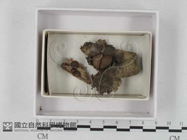 登錄號:F0021213藏品圖，第1張
