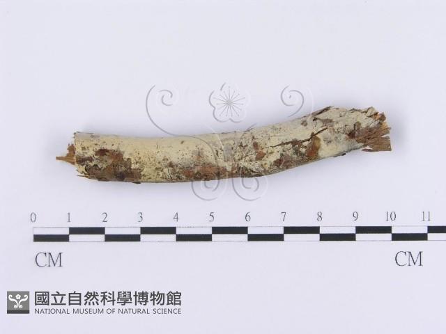登錄號:F0001213藏品圖，第1張