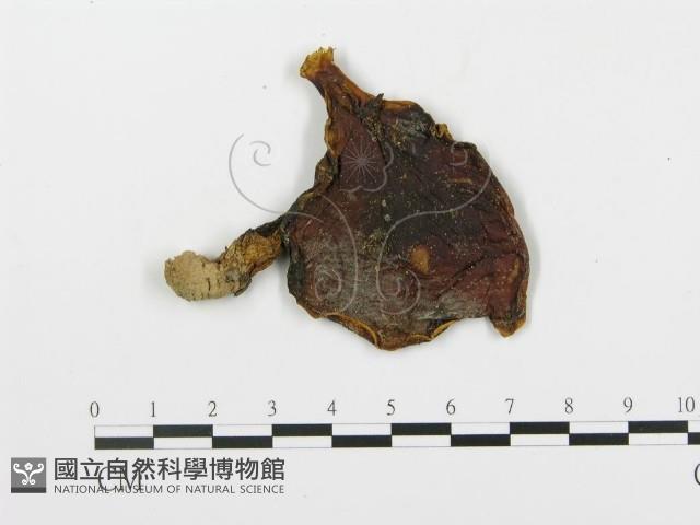 登錄號:F0011213藏品圖，第1張