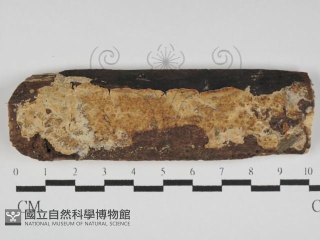 登錄號:F0031213藏品圖，第1張