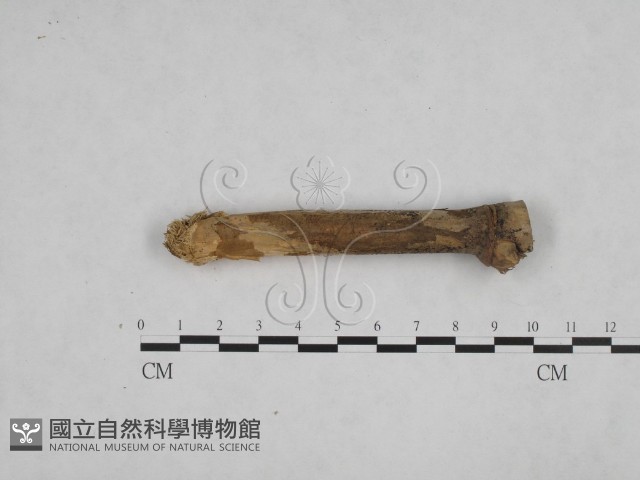 絲齒菌屬藏品圖，第1張