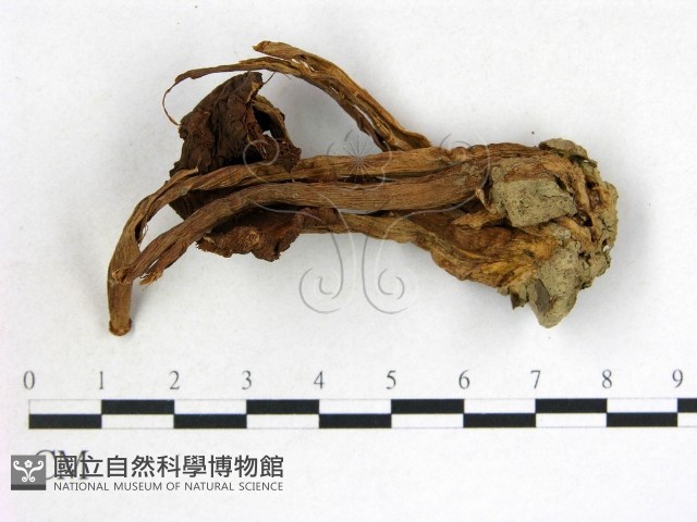 登錄號:F0014213藏品圖，第1張