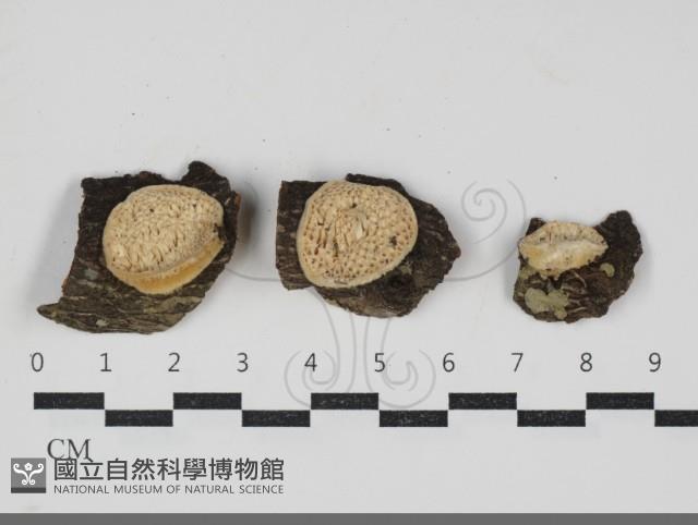 登錄號:F0034213藏品圖，第1張