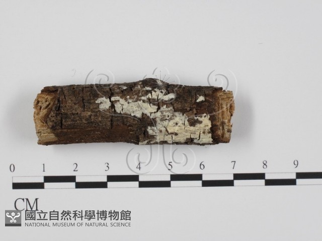 登錄號:F0022213藏品圖，第1張