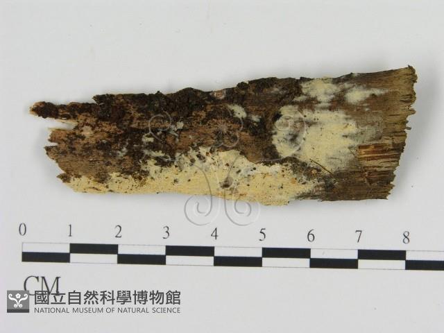 絲齒菌屬藏品圖，第1張
