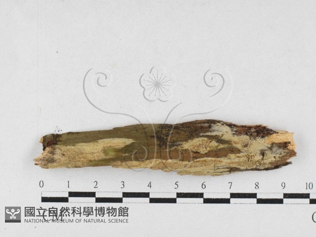 登錄號:F0027213藏品圖，第1張