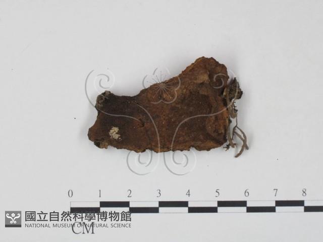 登錄號:F0007213藏品圖，第1張