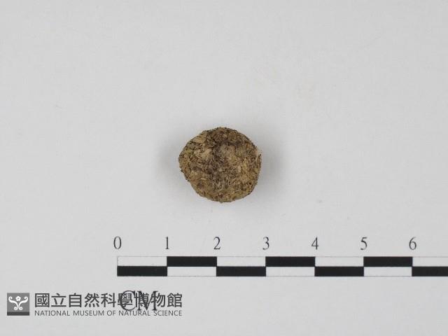 登錄號:F0017213藏品圖，第1張